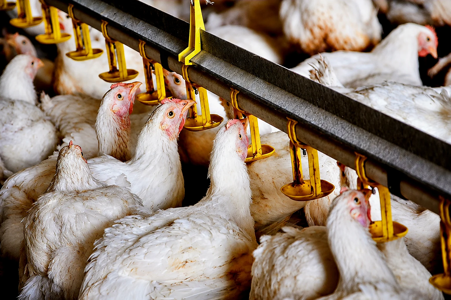 Poultry chickens at an Egyptian farm